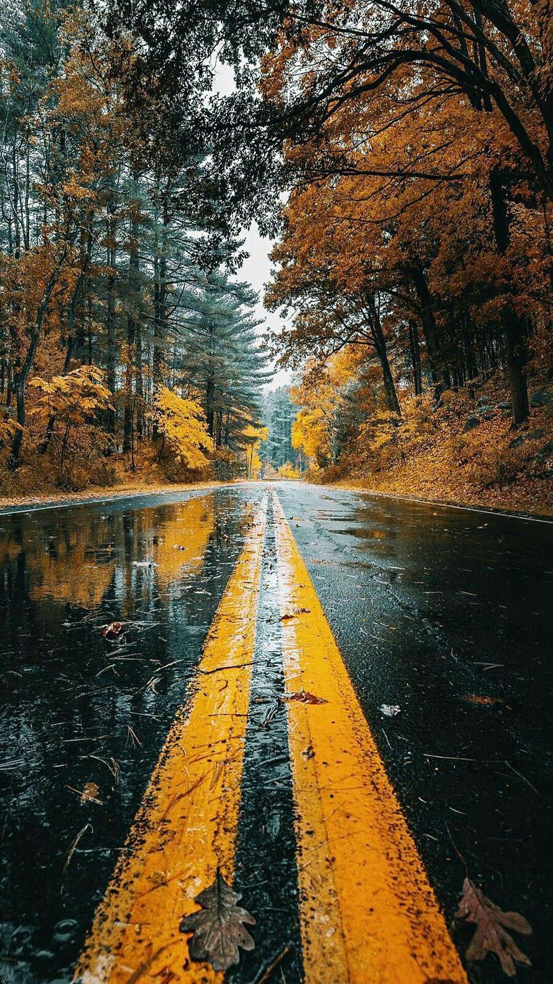 A wet asphalt road with double yellow lines, surrounded by colorful autumn trees, with fallen leaves scattered on the ground. Captured in stunning 4k resolution, perfect for an iPhone wallpaper