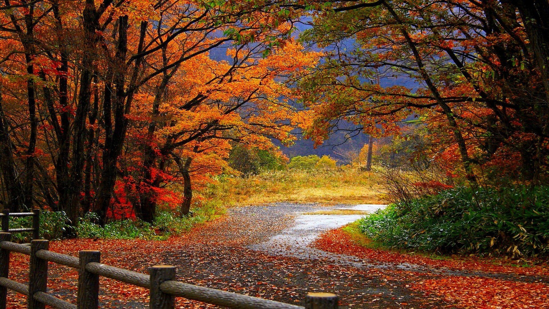 Autumn Forest And Asphalt Road Wallpapers   1920x1080   1460036