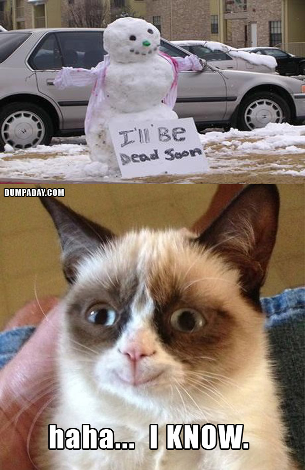 grumpy cat snow