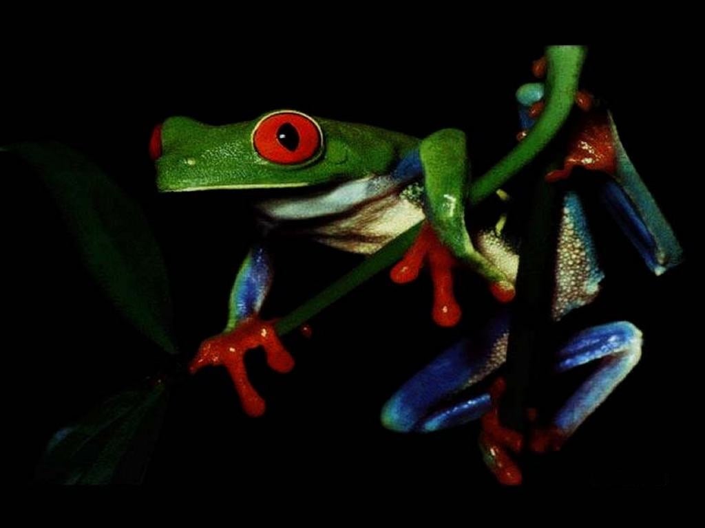 FROG HIGH QUALITY WALLPAPER Hd Wallpapers