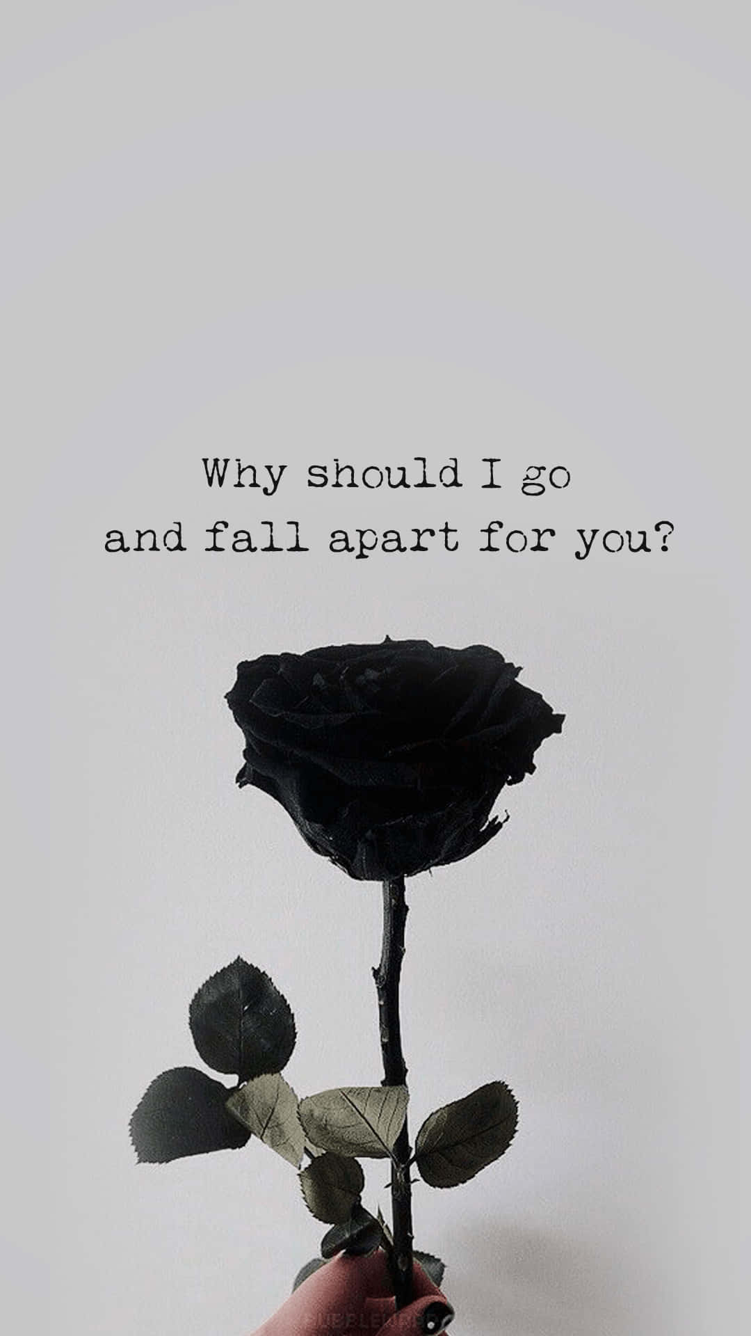 Black Rose iPhone Wallpaper
