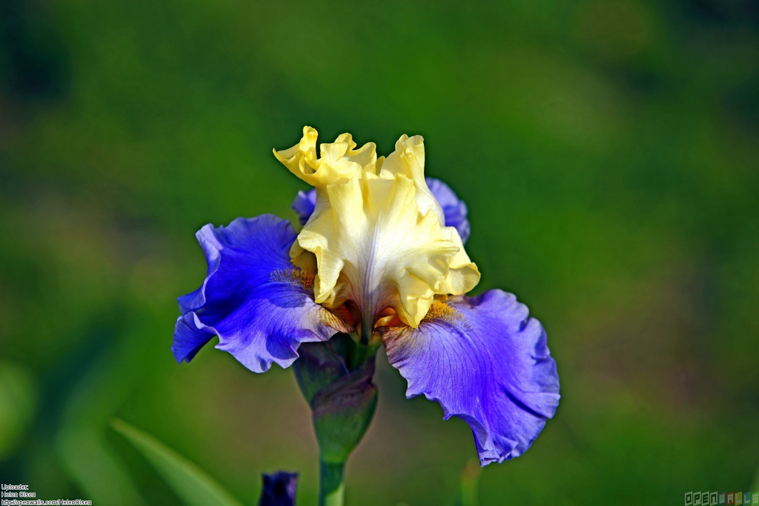 Image Gallery For Iris Flower Wallpaper