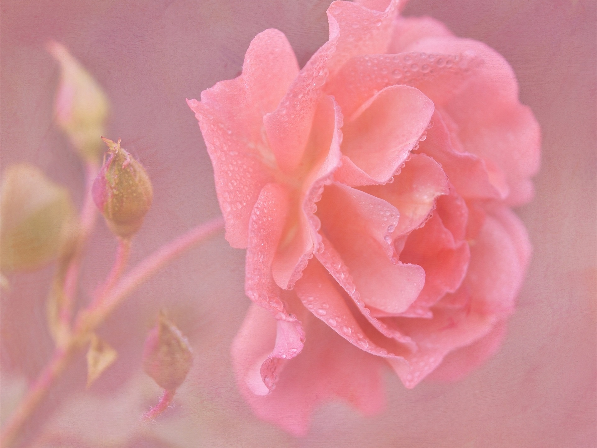 Wallpaper Pink rose flower close up water drops 1920x1440 HD