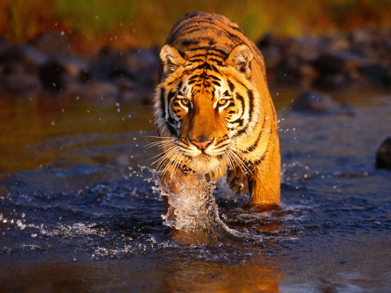 HD Animals Tiger Wallpaper Widescreen