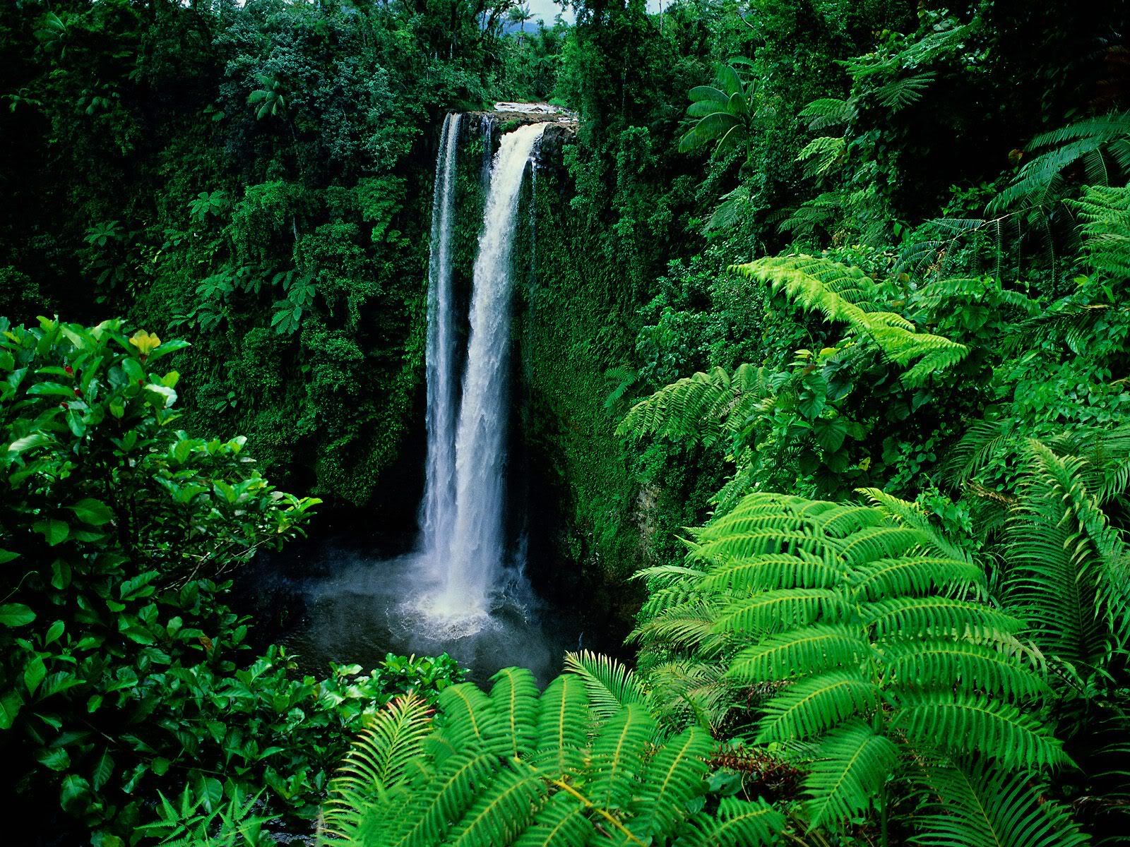 Green Forest With Waterfalls Wallpaper Pin It