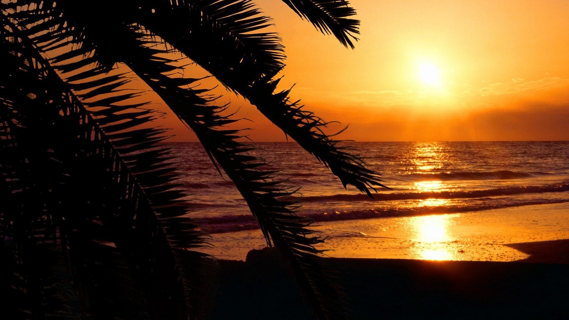 Florida beaches palm trees silhouettes sunset wallpaper AllWallpaper