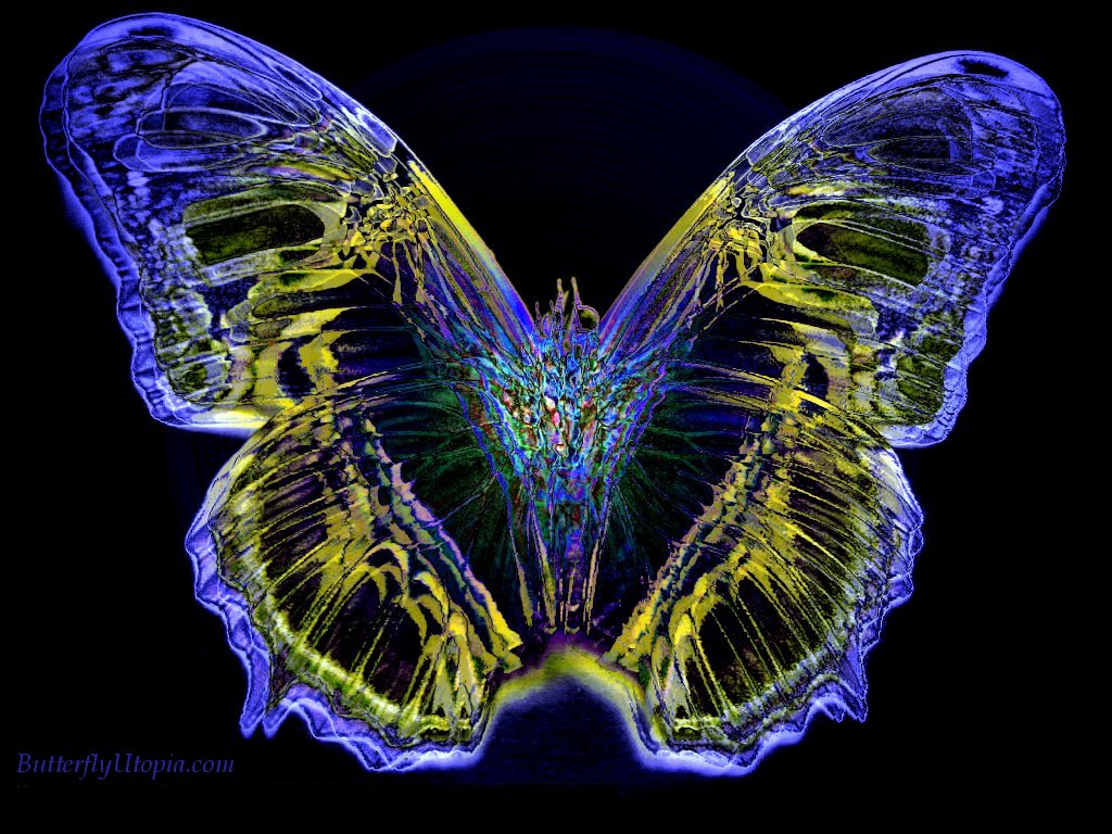 Free download Butterfly Wallpaper 3D Wallpaper Nature Wallpaper Free ...