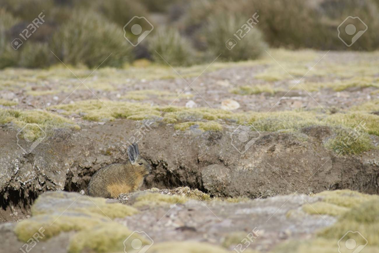 Mountain Viscacha Lagidium Viscasia Resting On The Ground In