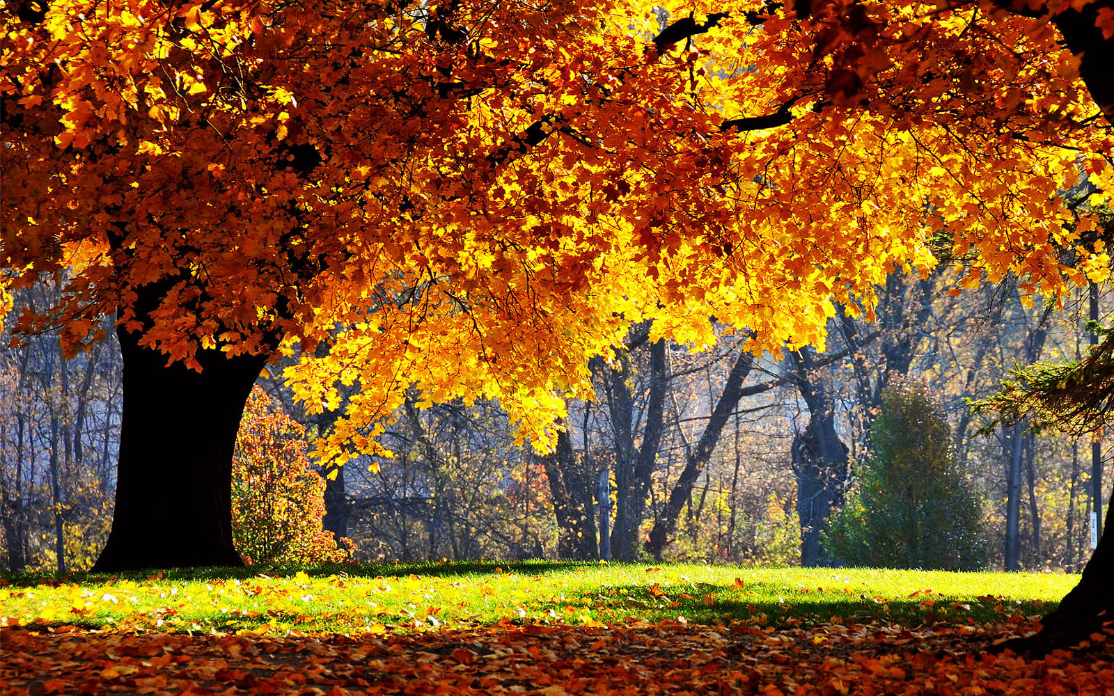 Beautiful Autumn Scenery Wallpapers Desktop Wallpapers Online 1600x1000