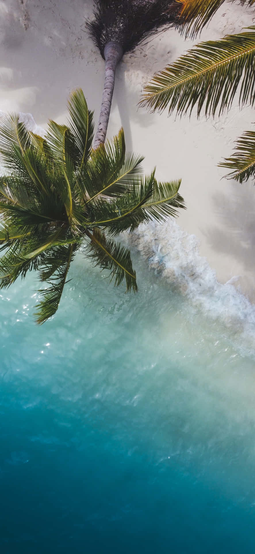 Palm Tree Beach Wallpaper