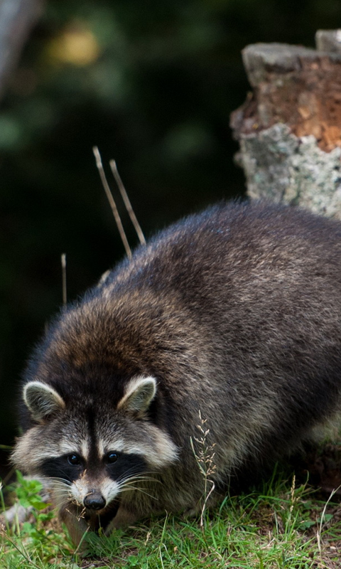 Funny Raccoon Live Wallpaper HD For Android