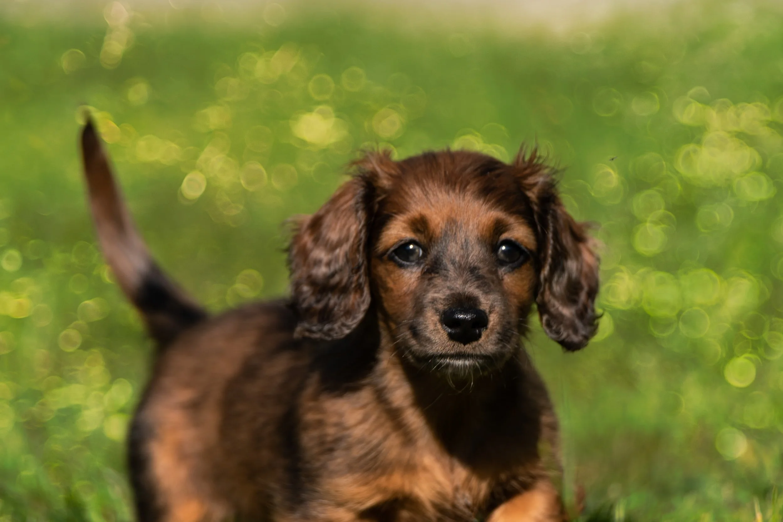 New Puppy Essentials Checklist Woofpurnay Veterinary Hospital Wallpaper