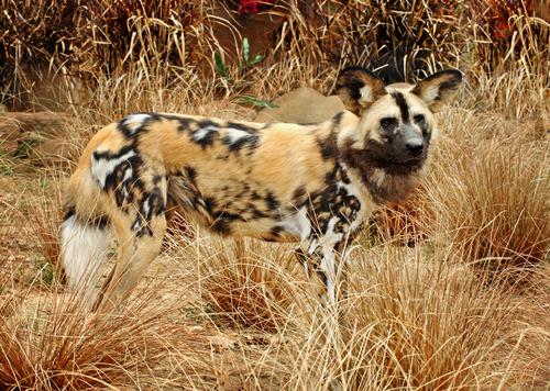 Animals Image African Wild Dog HD Wallpaper And