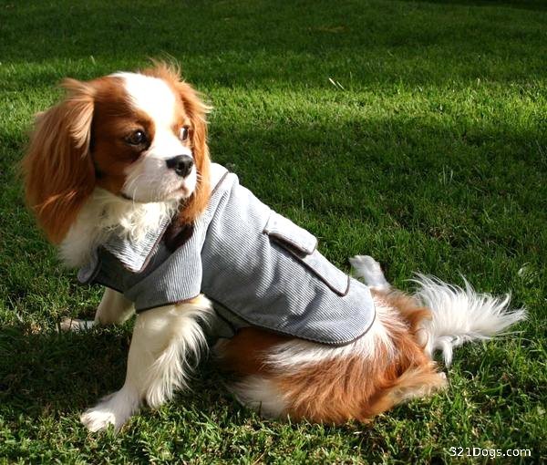 Cavalier King Charles Spaniel Wallpaper Pictures Breed Info