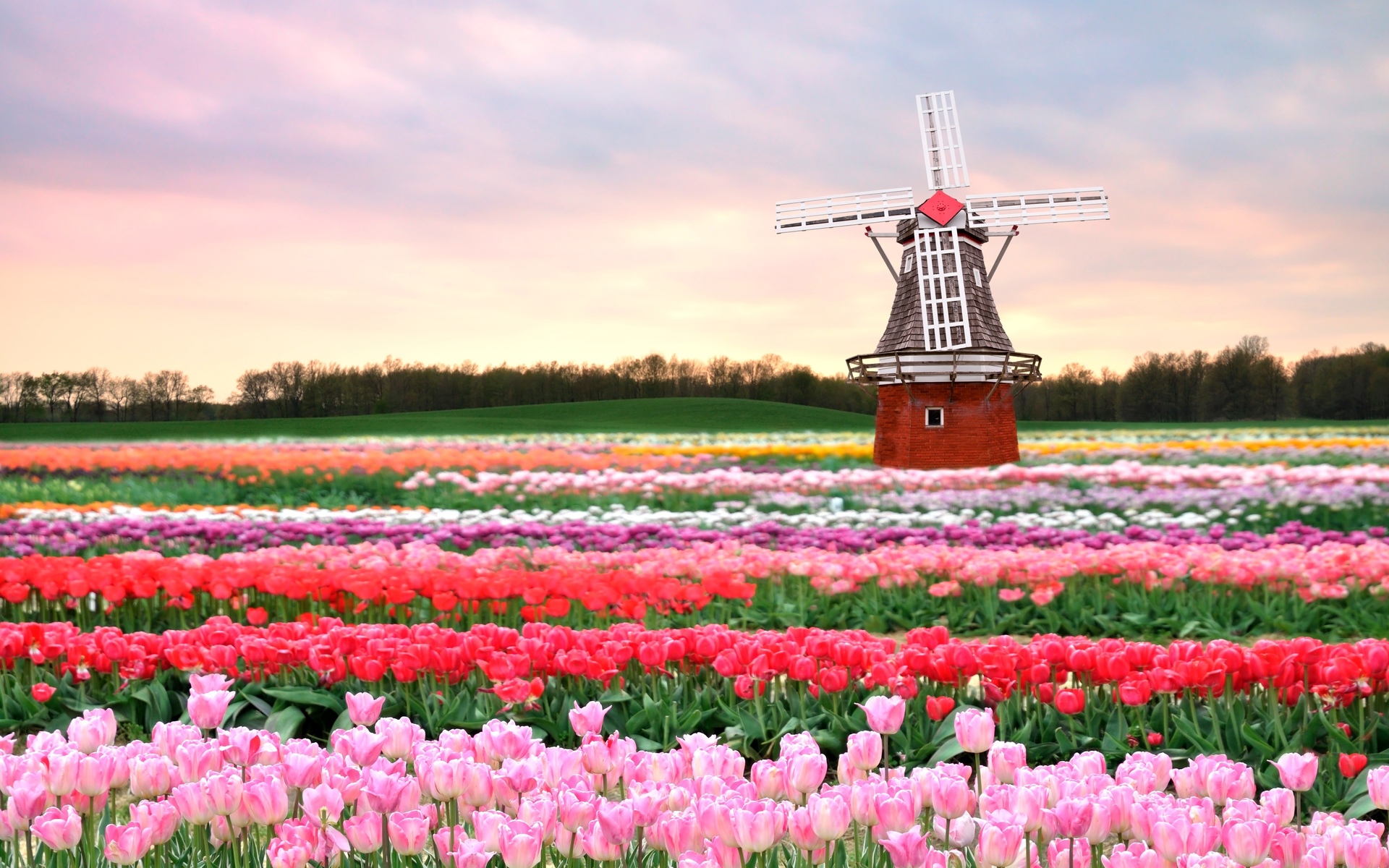 Flowers Mill Field Tulips Pink Spring Architecture Wallpaper