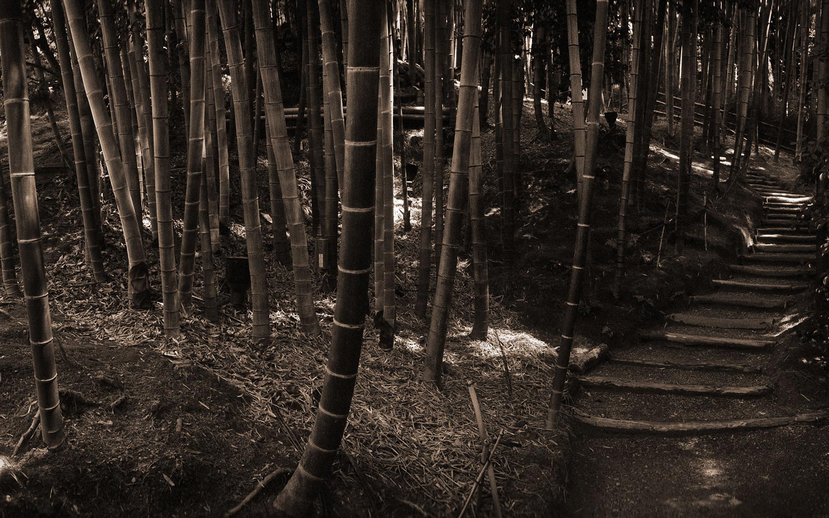 Bamboo Forest Wallpaper Stock Photos