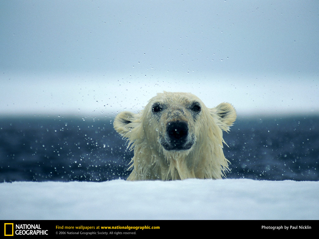 Polar Bear Desktop Wallpaper Swimming Winter Ice Pixel