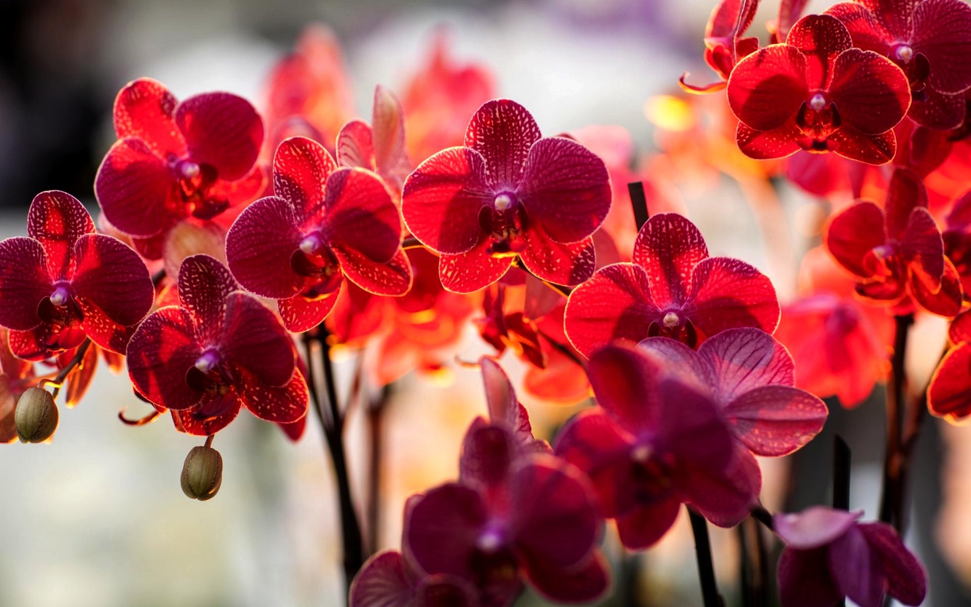 Beautiful Orchids Wallpaper