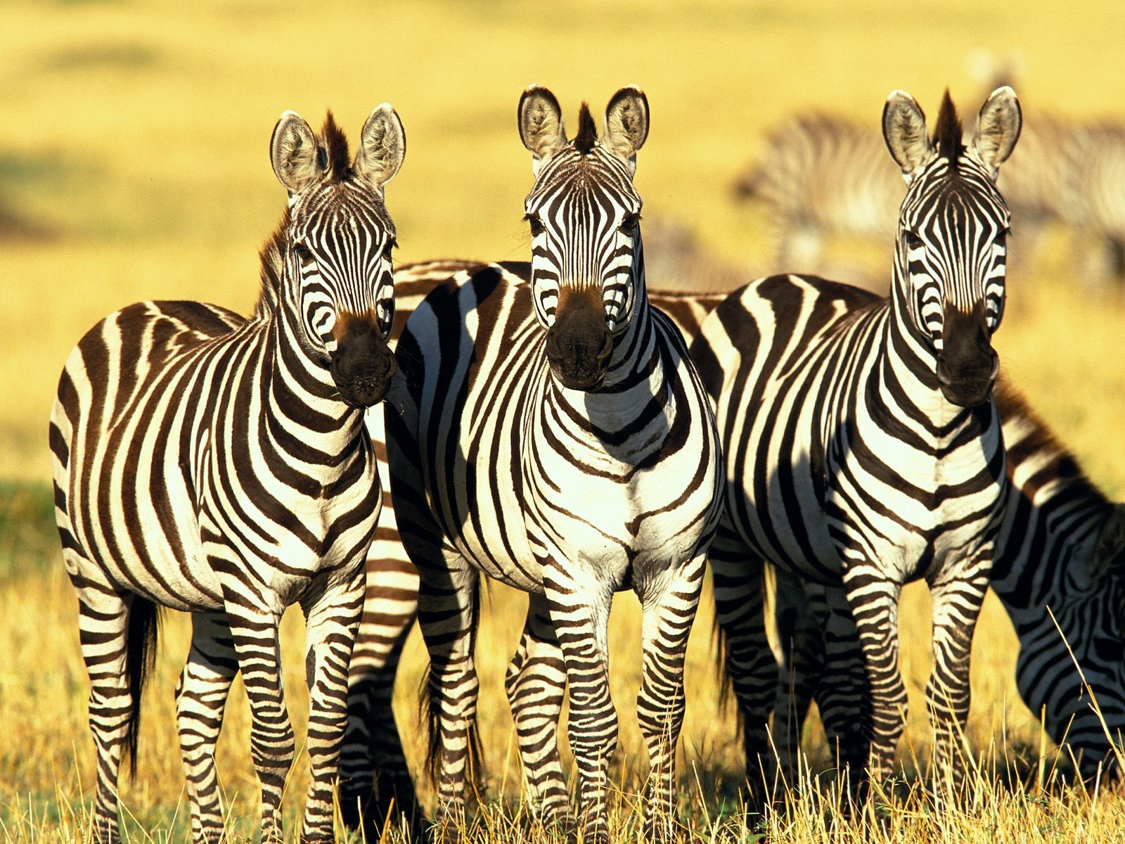 Zebra Zebras Wallpaper