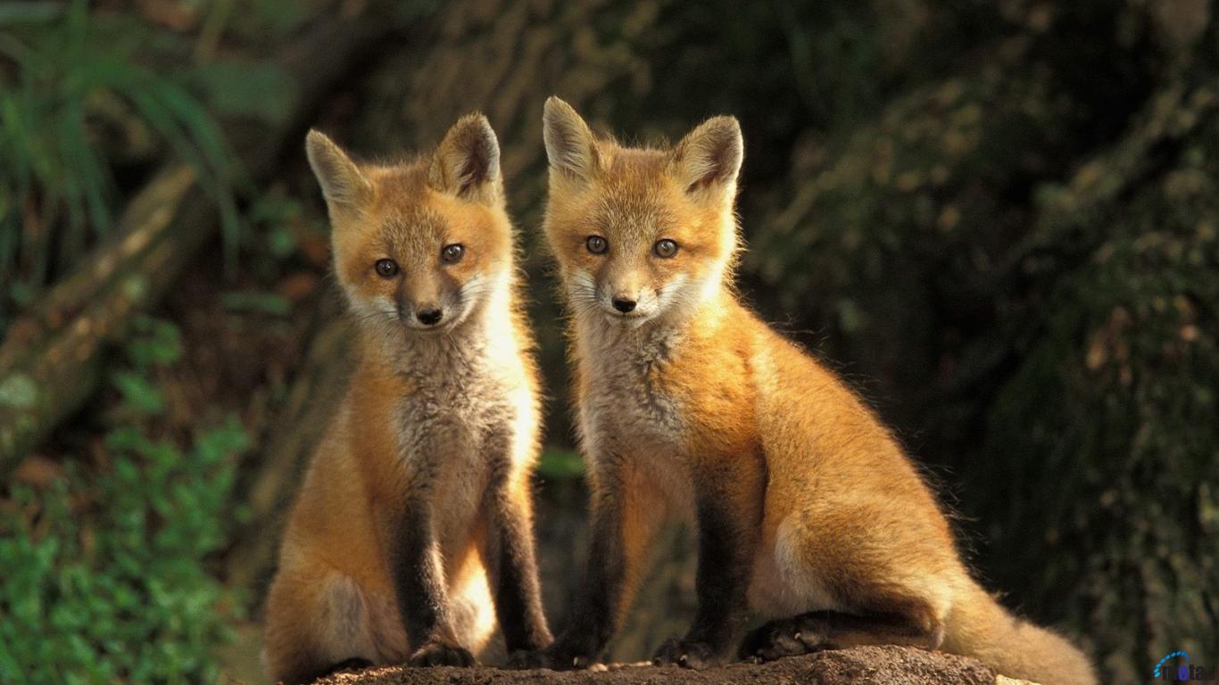 Wallpaper Red Fox Cubs X Desktop And
