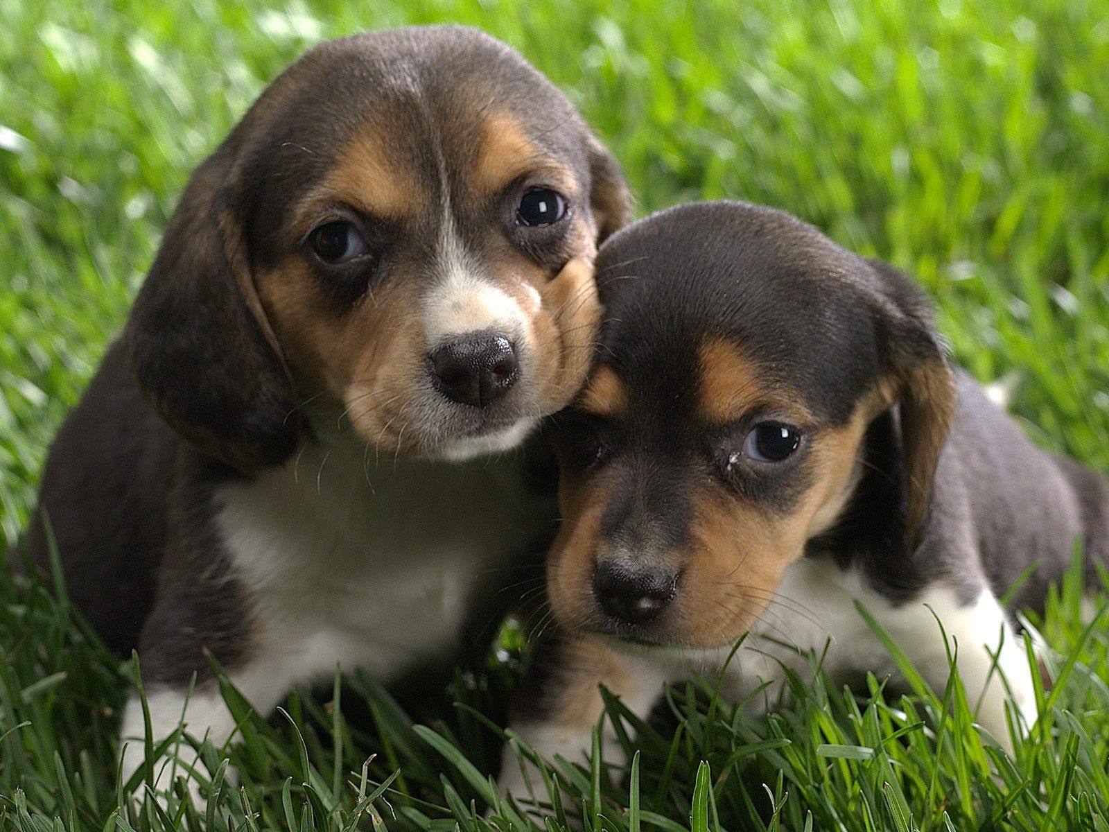 Animals Beagle Puppies Picture Nr