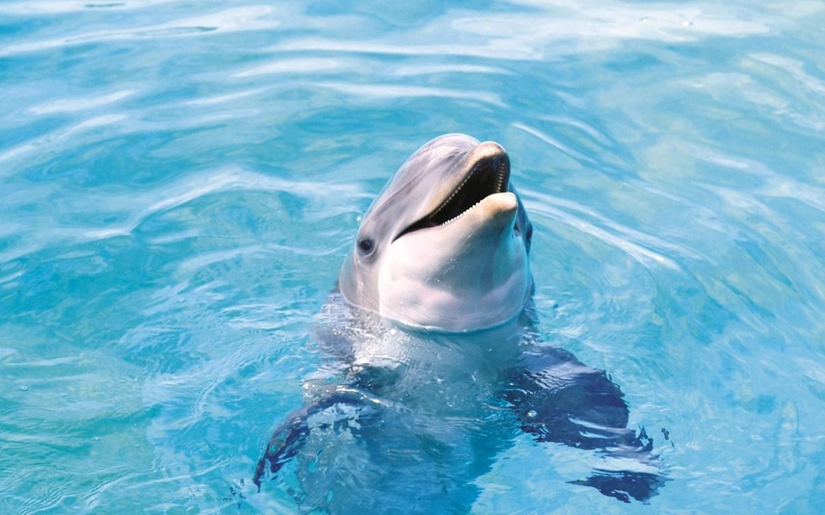 Water Ocean Animals Dolphins Sea Wallpaper