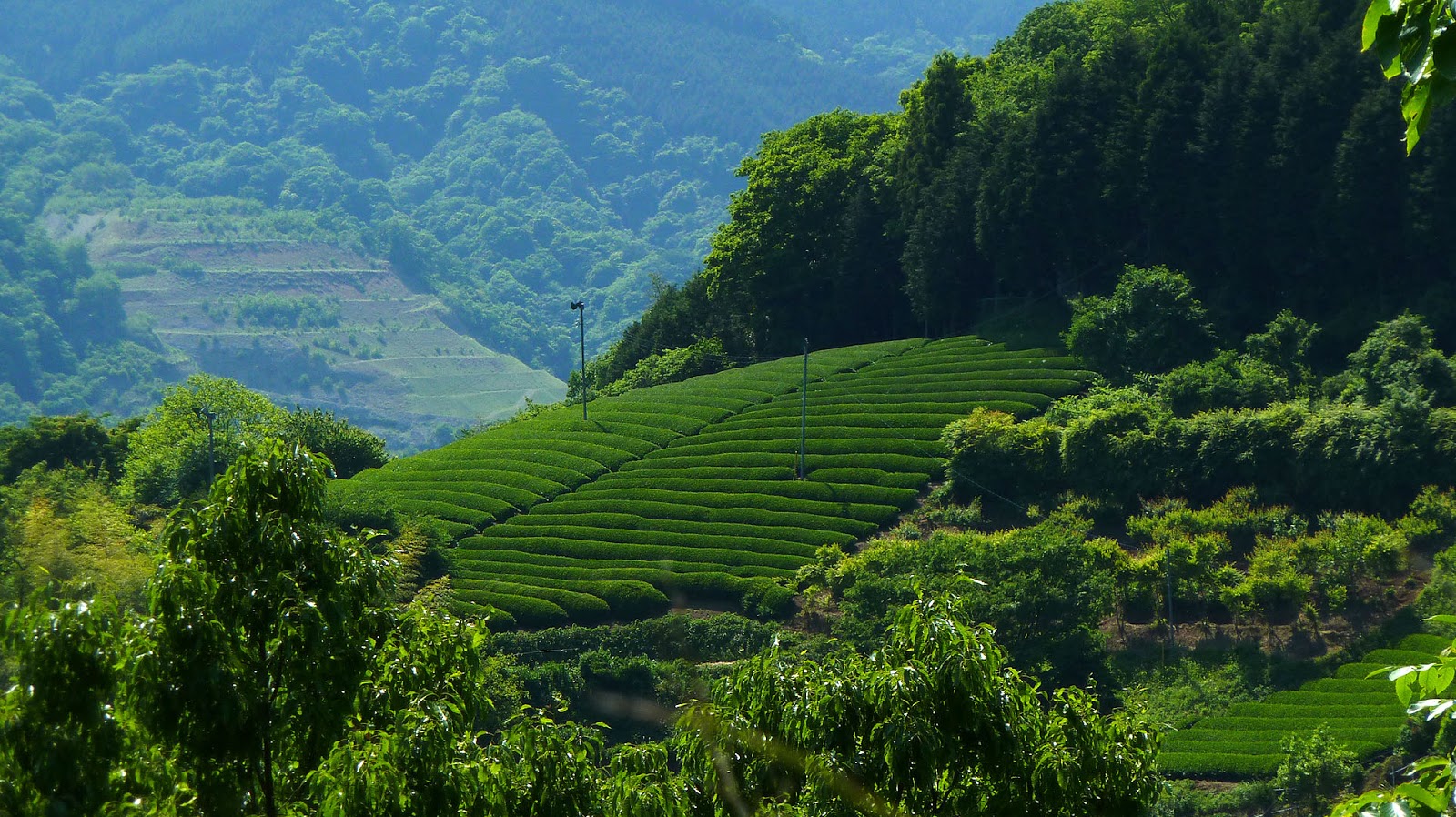 Beautiful Green Tea Gardens HD Wallpaper