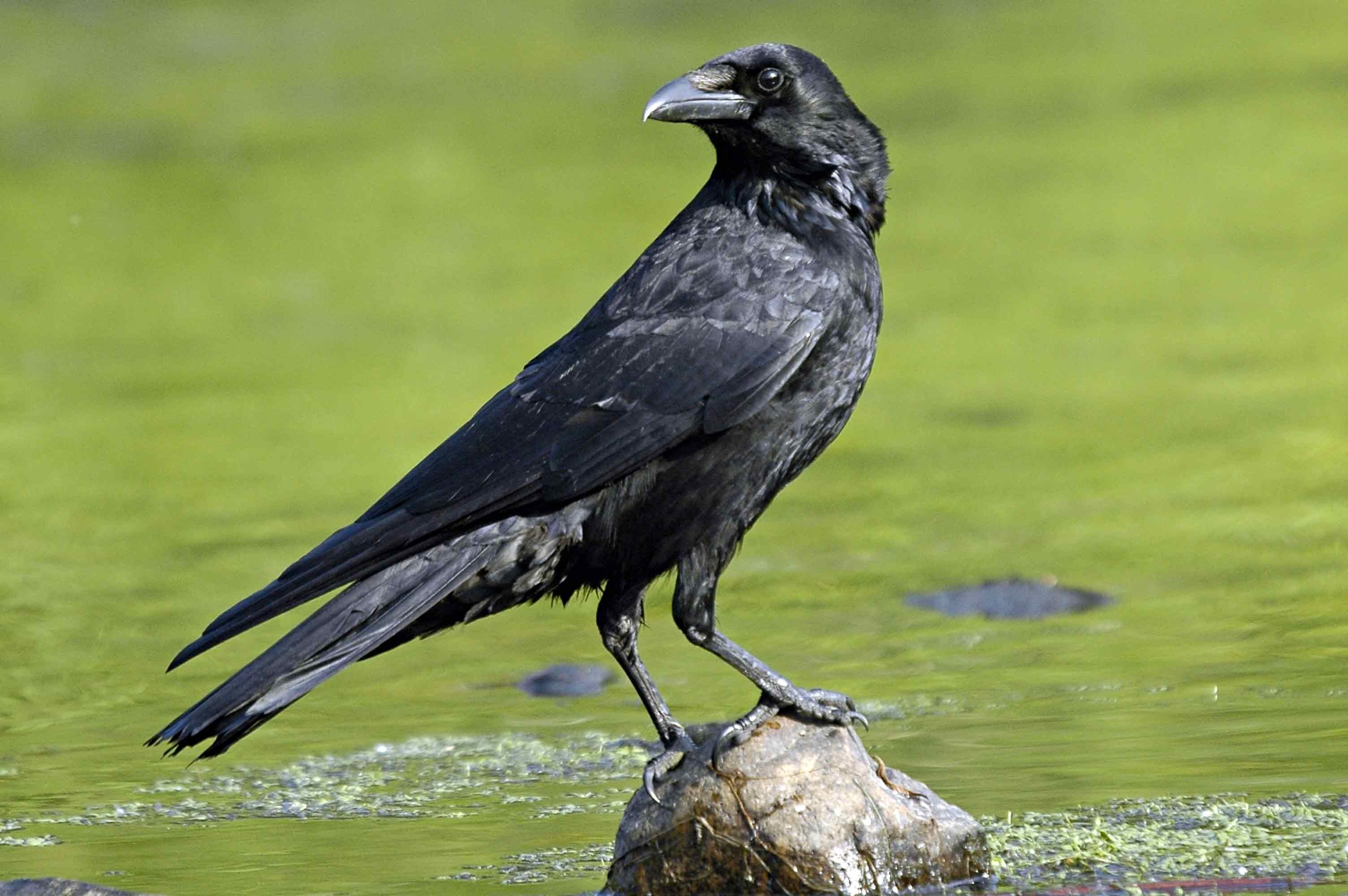 Black Crow New Birds HD Wallpaper