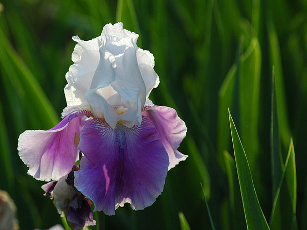 Large Selection Of World Class Tall Bearded Irises These Are