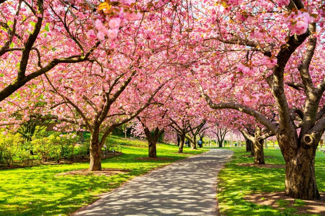 The New York City Cherry Blossoms Tracker What To Expect