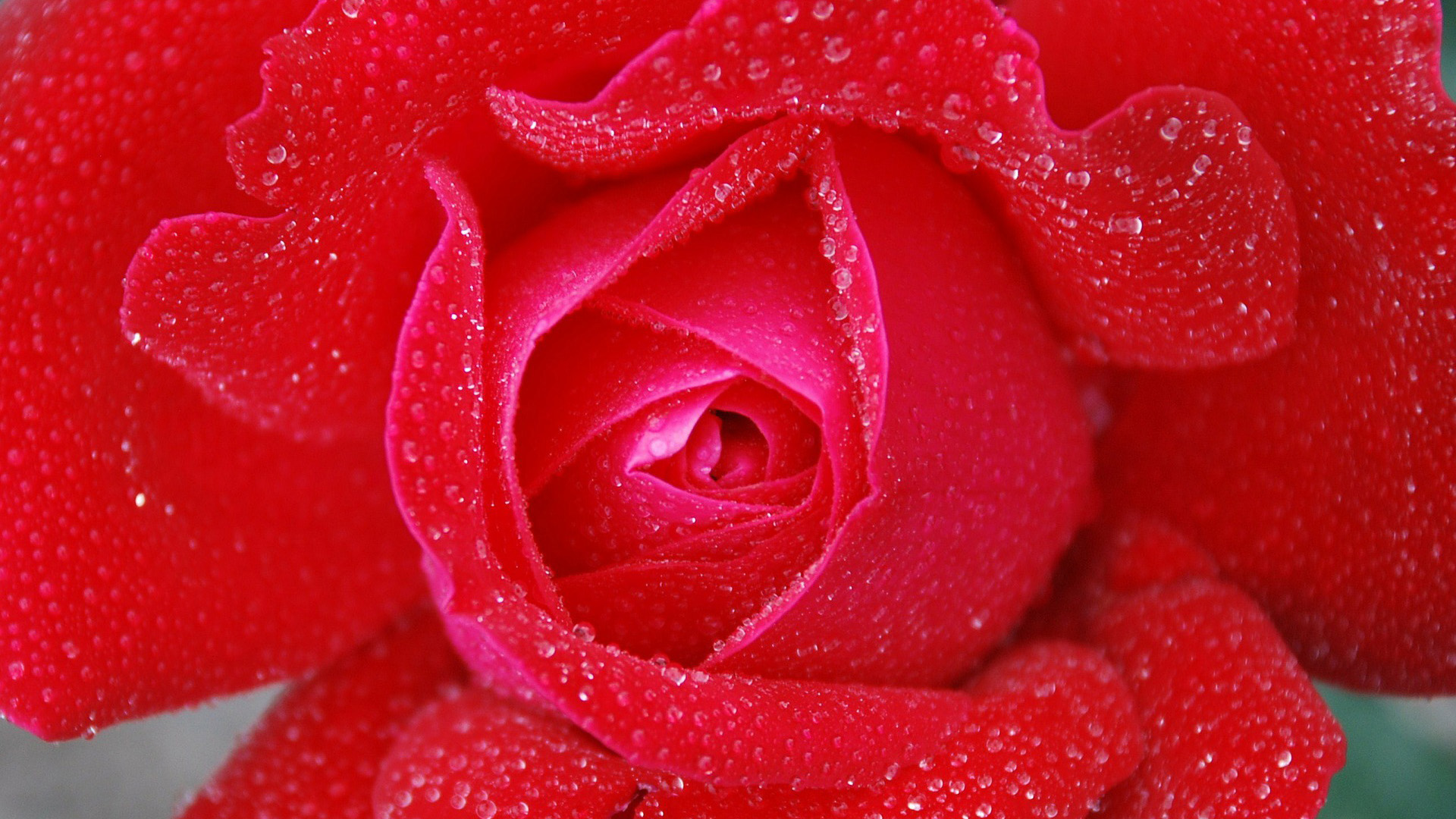Red Roses Love Hearts Wallpaper