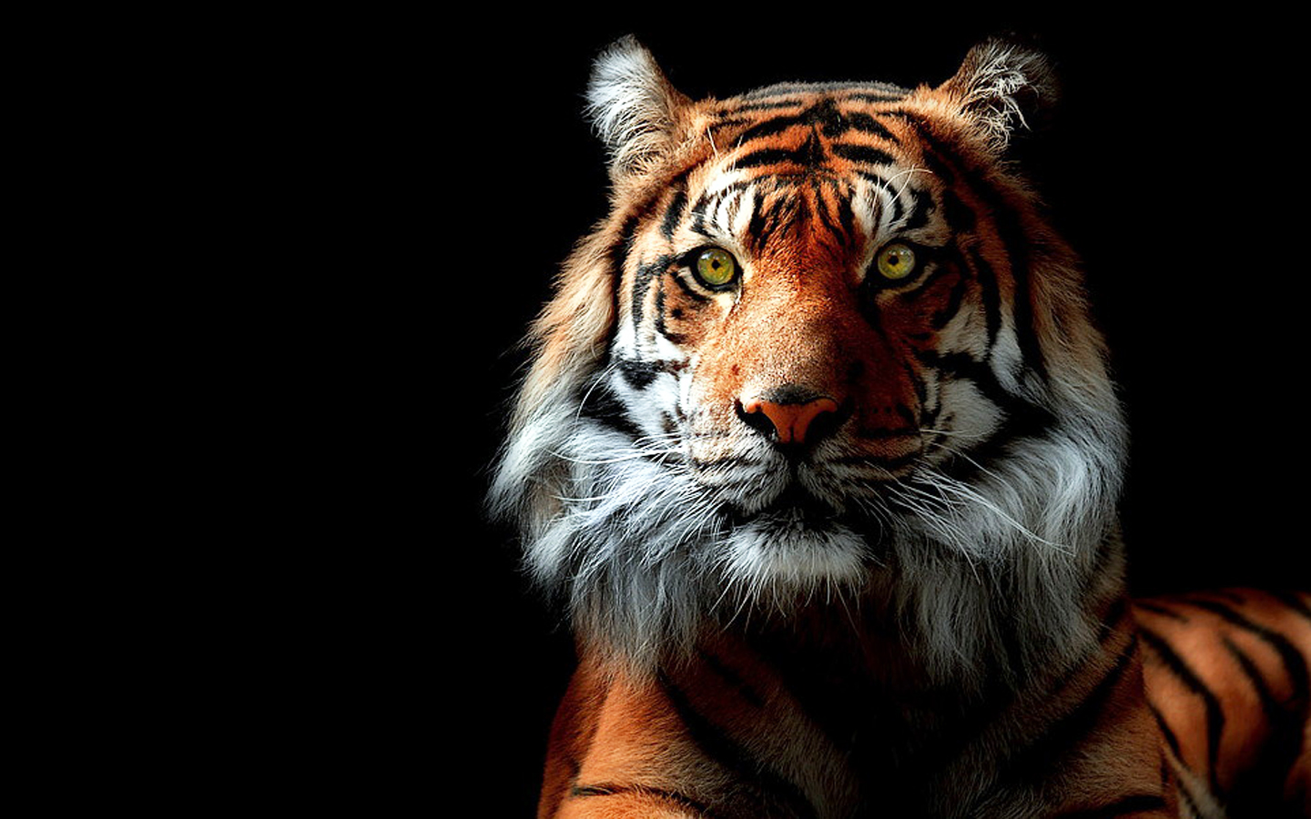 3d Tigers Desktop Wallpaper Tiger HD