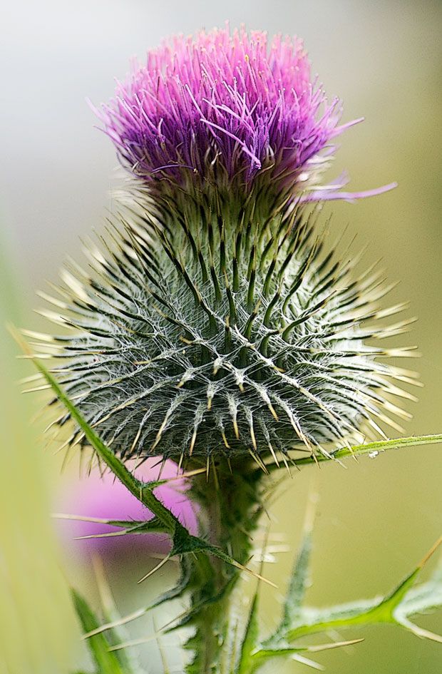 Canadian Thistle On The Trail