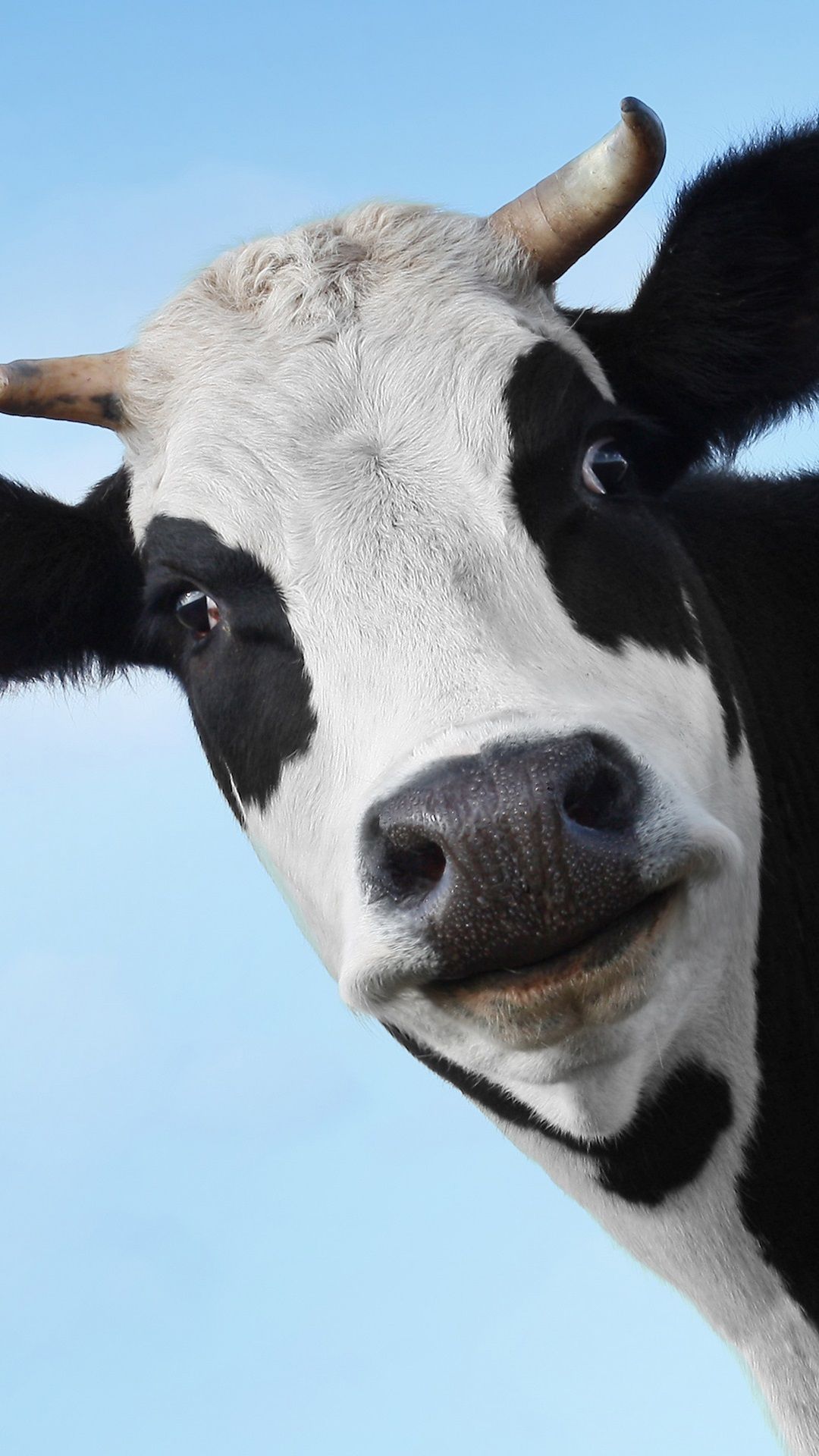 Cow Face Blue iPhone Wallpaper