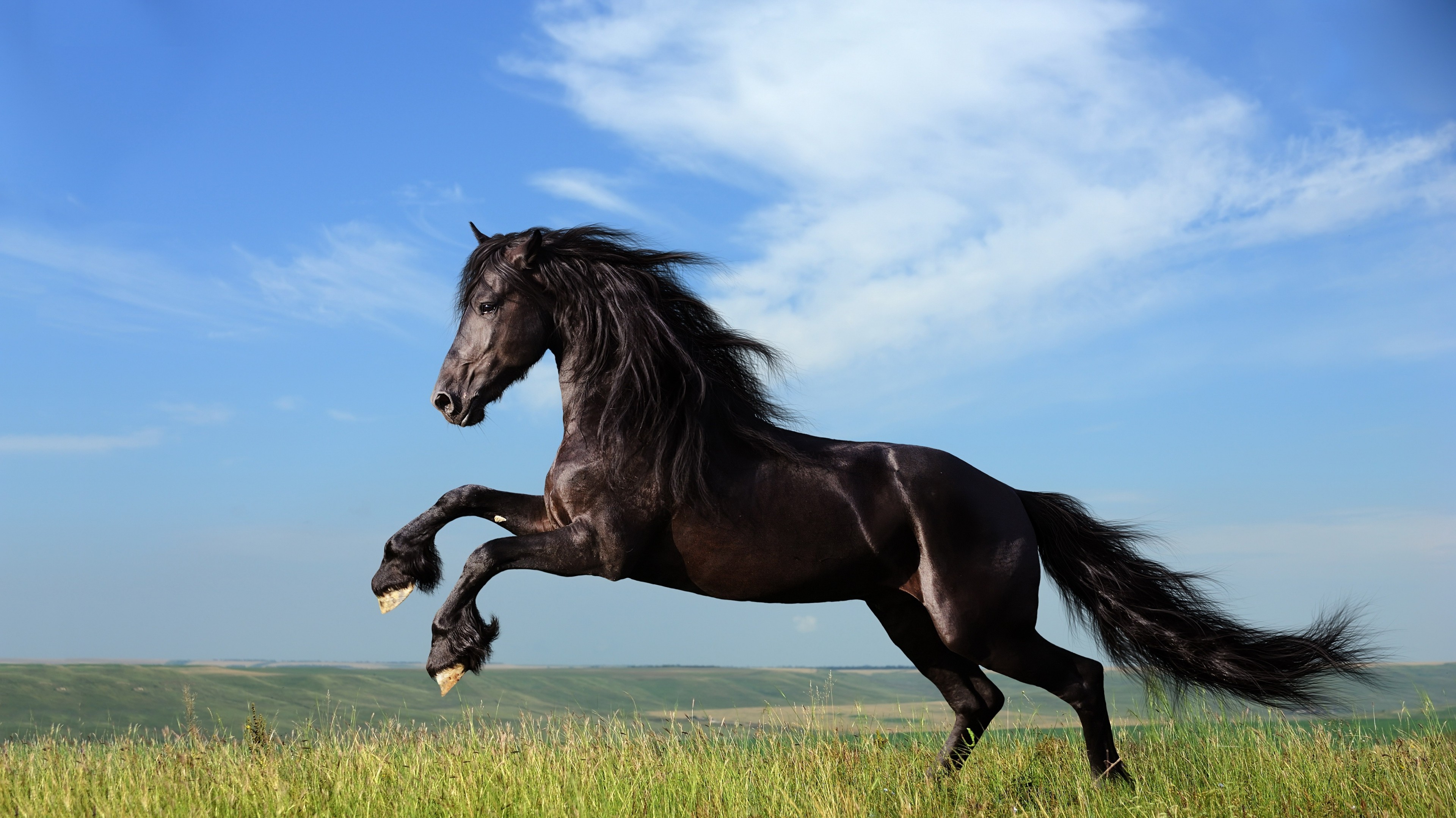 A majestic black Friesian horse prancing in a green field under a blue sky