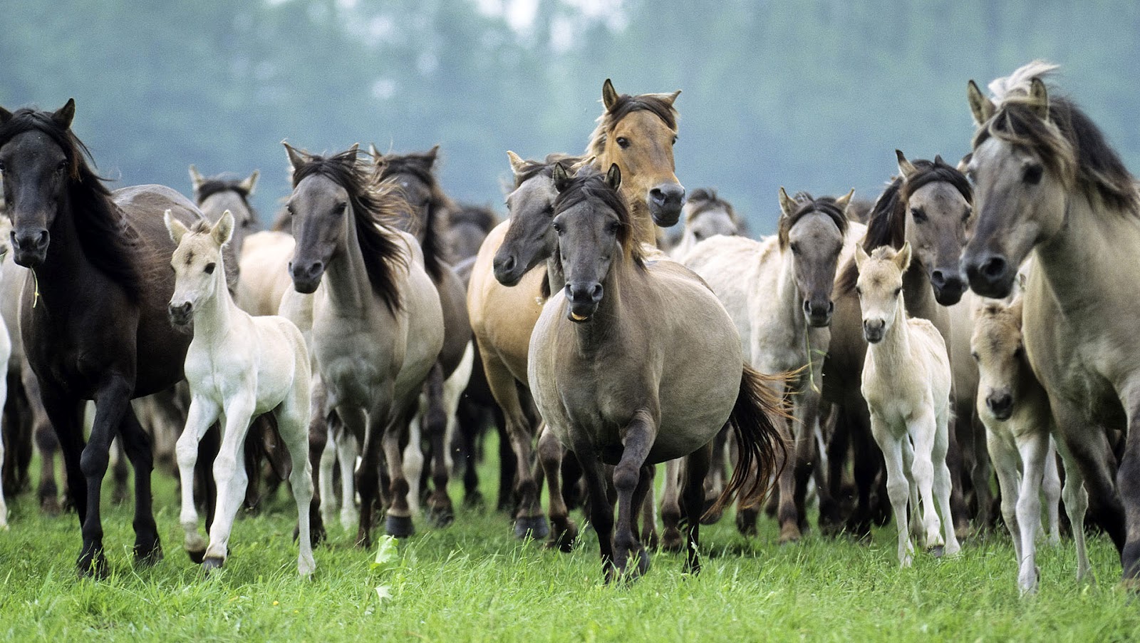  wallpapers with a group of horses HD horses wallpaper   backgrounds
