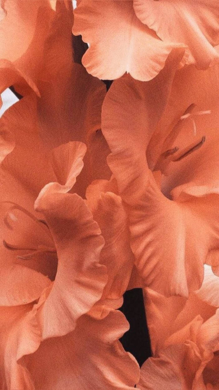 Peach Color Aesthetic Wallpaper