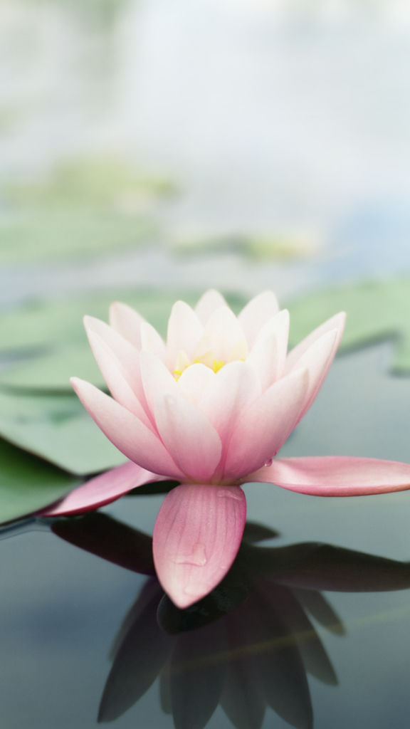 Pink Lotus Flower Wallpaper iPhone
