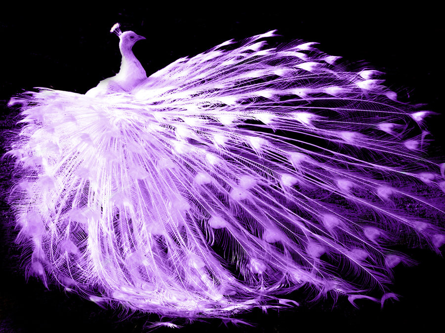 Purple Peacock By Anachlirium