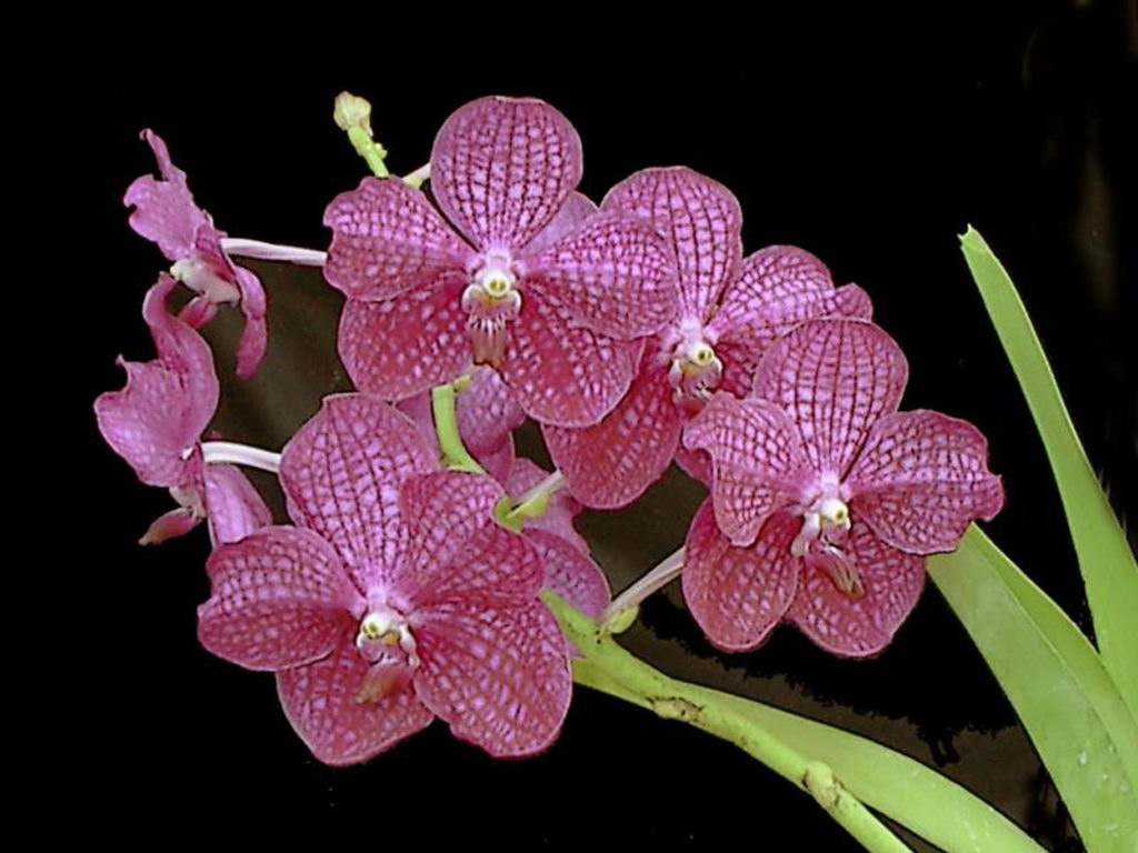 Pink Orchid Flower Wallpaper HD