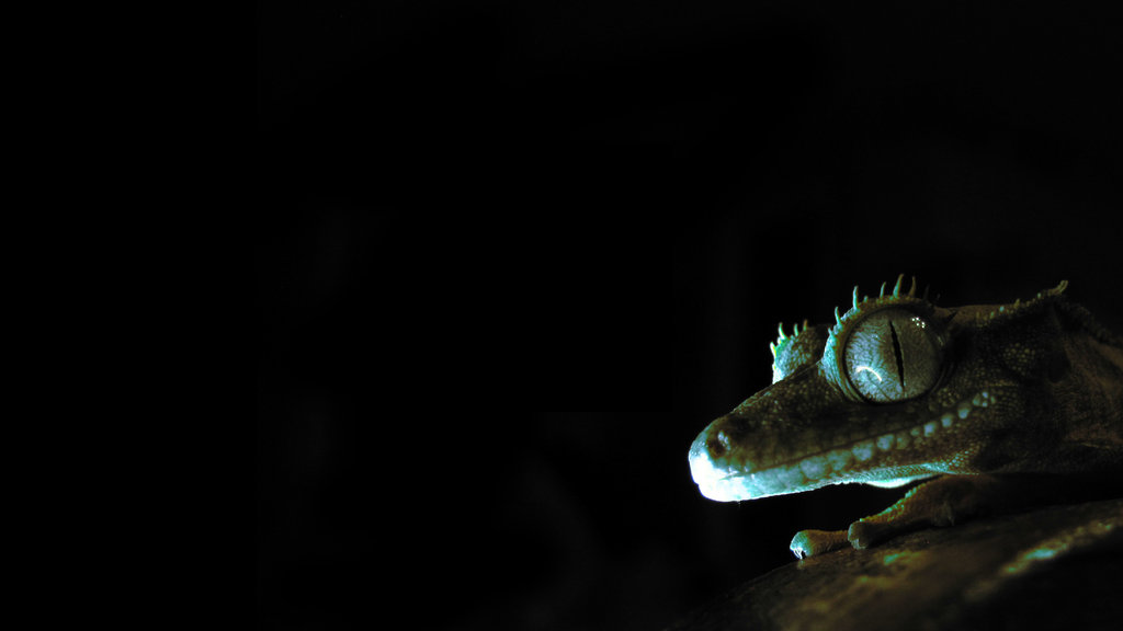 Glowing Gecko Wallpaper By Pareeeee