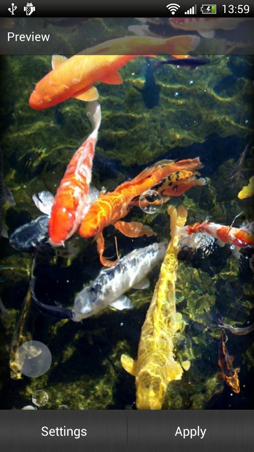 description a fish pond on your phone screen koi fish live wallpaper