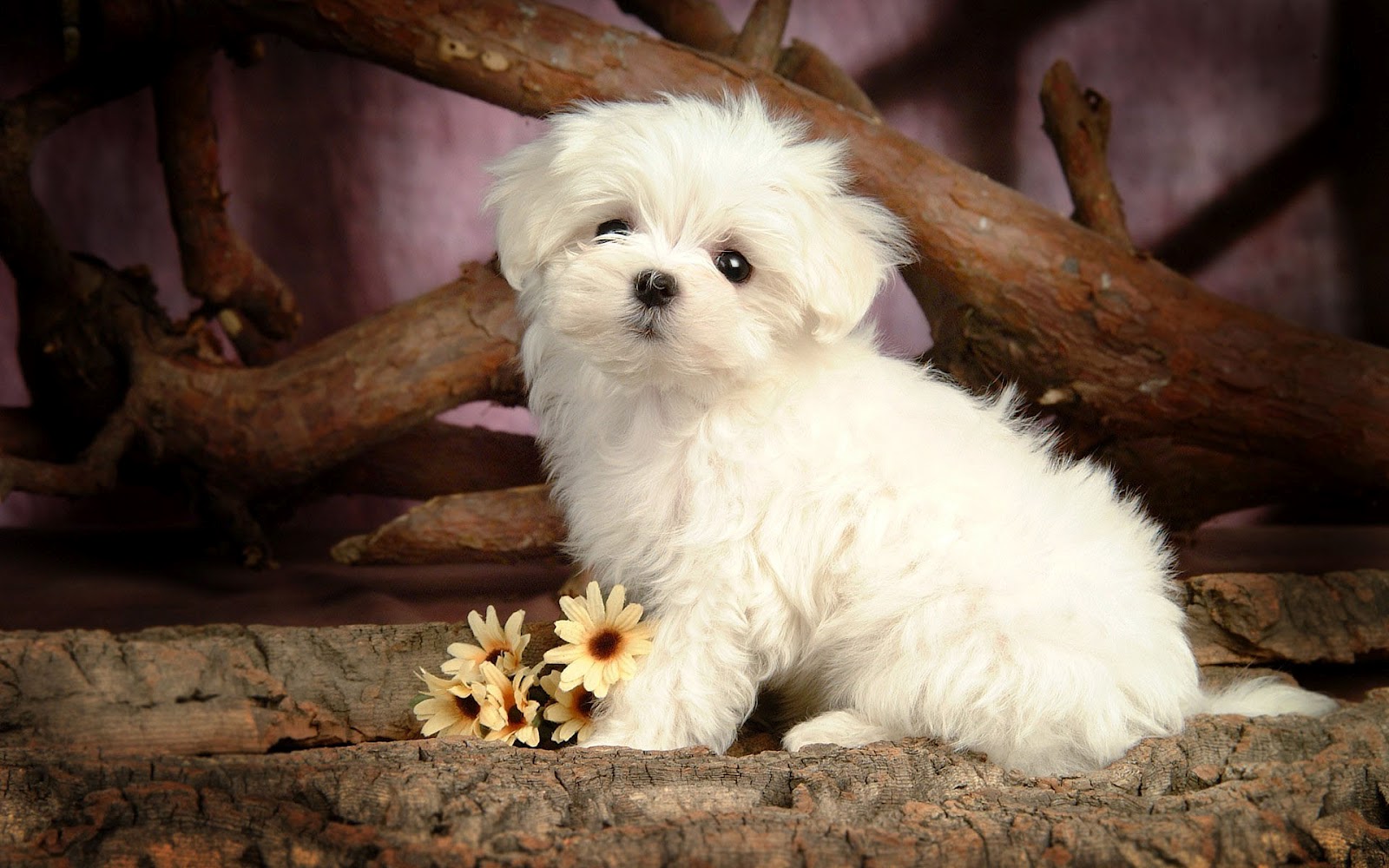 Cute Little Maltese Dog Wallpaper HD Animals