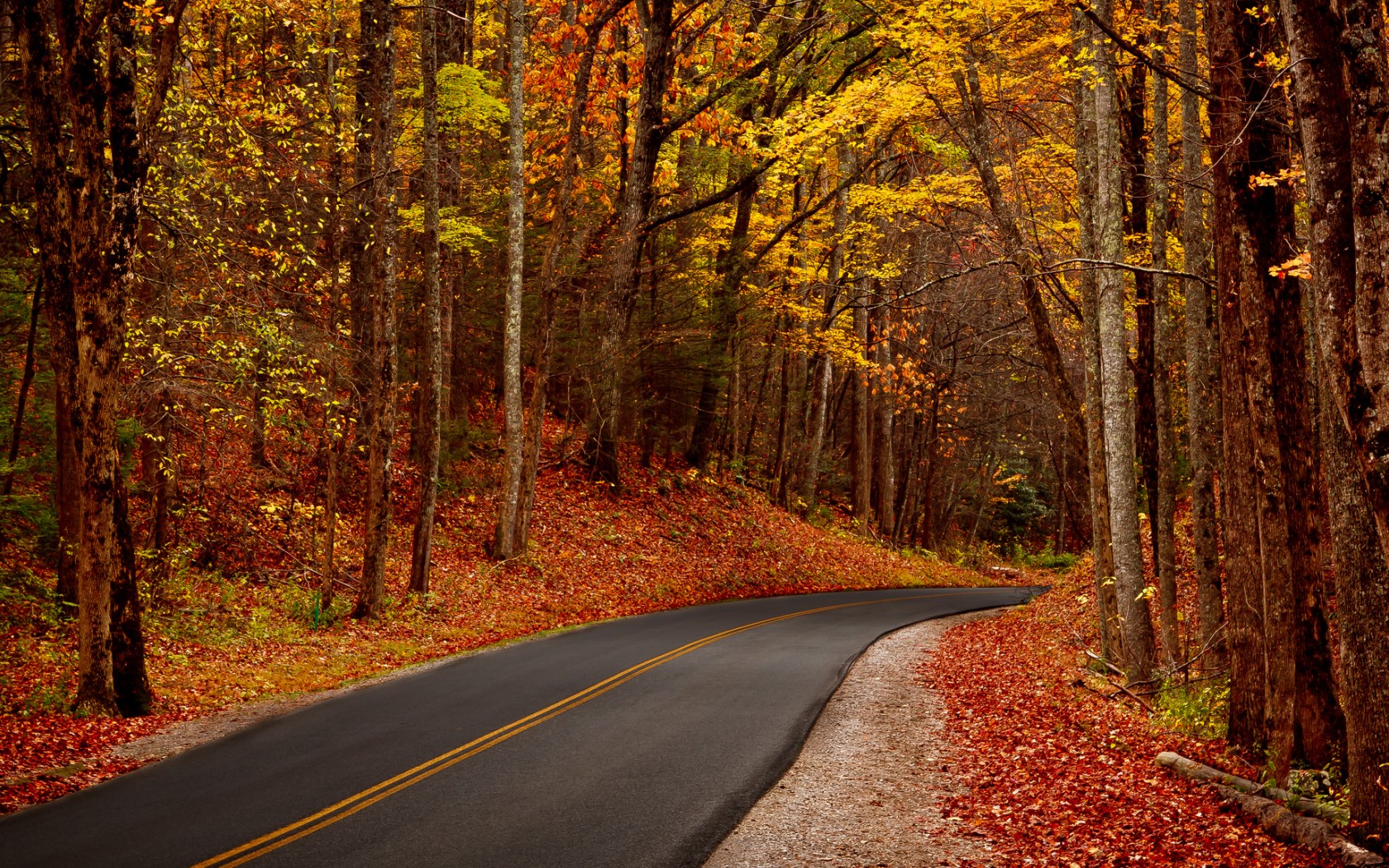 Autumn Leaves Forest Road 4k Widescreen Wallpaper HD