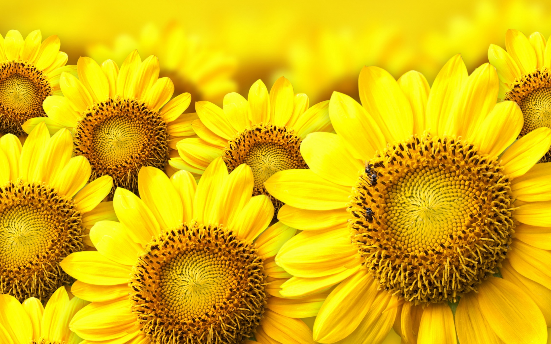 Sunflower Wallpaper HD Background Desktop