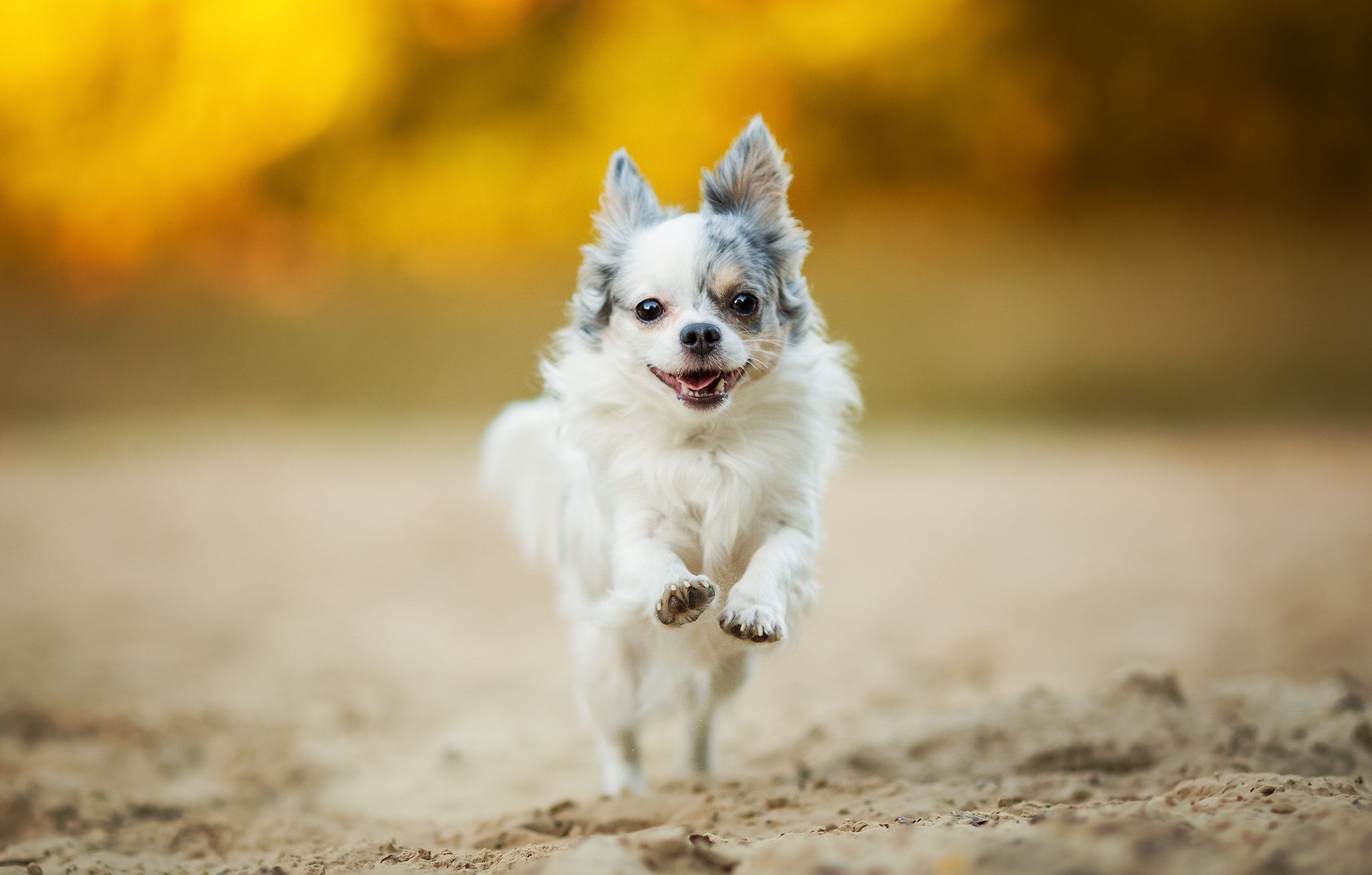 Wallpaper Chihuahua Dog Walk Mood