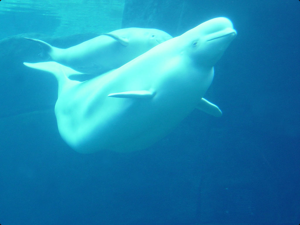 Beluga Whale Wallpaper Pictures