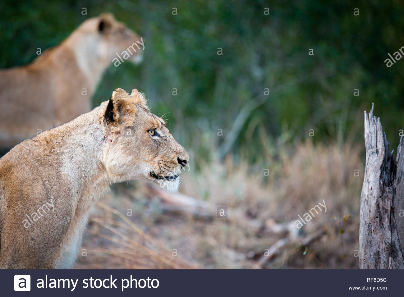 A Side Profile Of Lioness Sitting Panthera Leo Ears Up