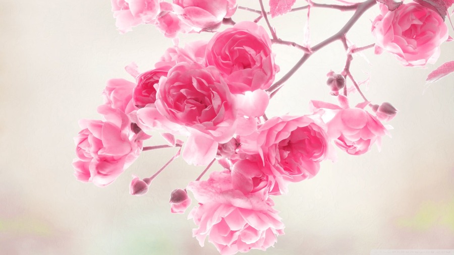 Pink Roses Desktop Wallpaper High Definition