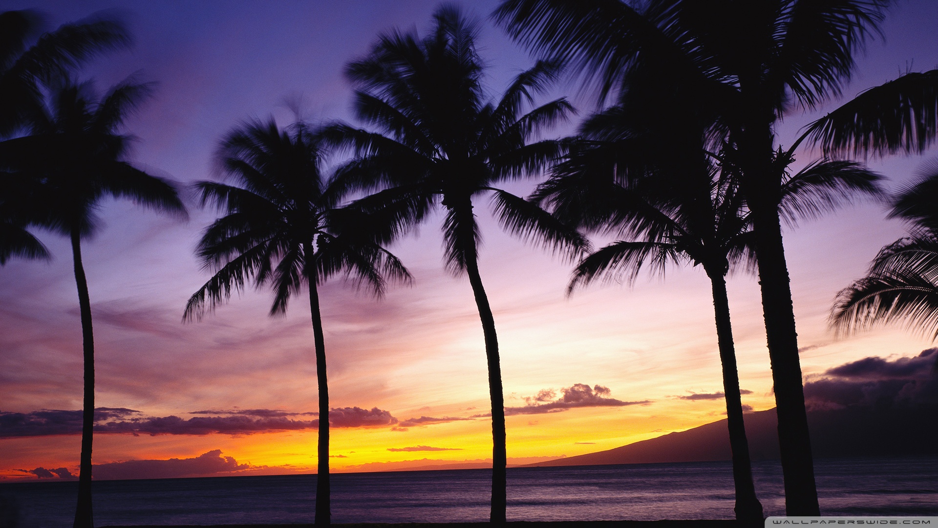 Palm Trees Sunset Wallpaper
